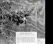 Stadionul Giulești și Gara de Nord au fost bombardate în 1944. FOTO: captură TVR Sport