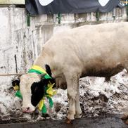 În sezonul 2005-2006, o vacă a fost adusă ca talisman la meciul Vasluiului cu Gloria Bistrița / Sursă foto: Arhivă Gazeta Sporturilor