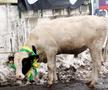 În sezonul 2005-2006, o vacă a fost adusă ca talisman la meciul Vasluiului cu Gloria Bistrița / Sursă foto: Arhivă Gazeta Sporturilor