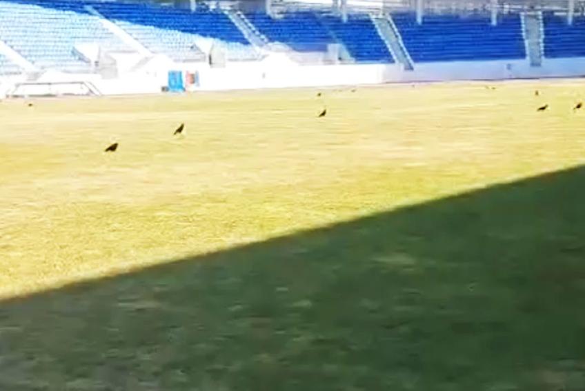 Gazonul stadionului „Tudor Vladimirescu” din Târgu Jiu, cel care va găzdui derby-ul FCU Craiova - FCSB din prima etapă, se prezintă în condiții groaznice.