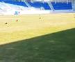 Gazonul stadionului „Tudor Vladimirescu” din Târgu Jiu, cel care va găzdui derby-ul FCU Craiova - FCSB din prima etapă, se prezintă în condiții groaznice.