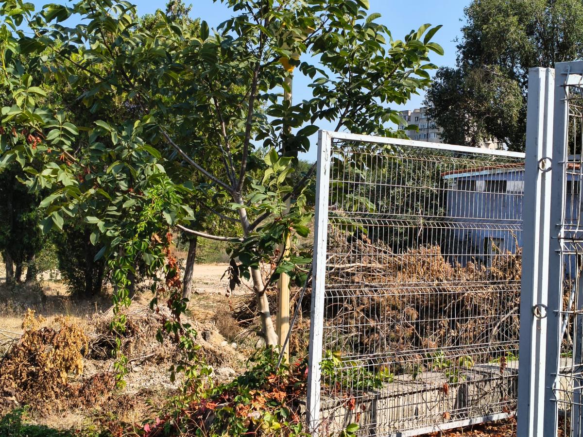 Stadion Gheorghe Hagi Constanța - „pădure” iulie 2026