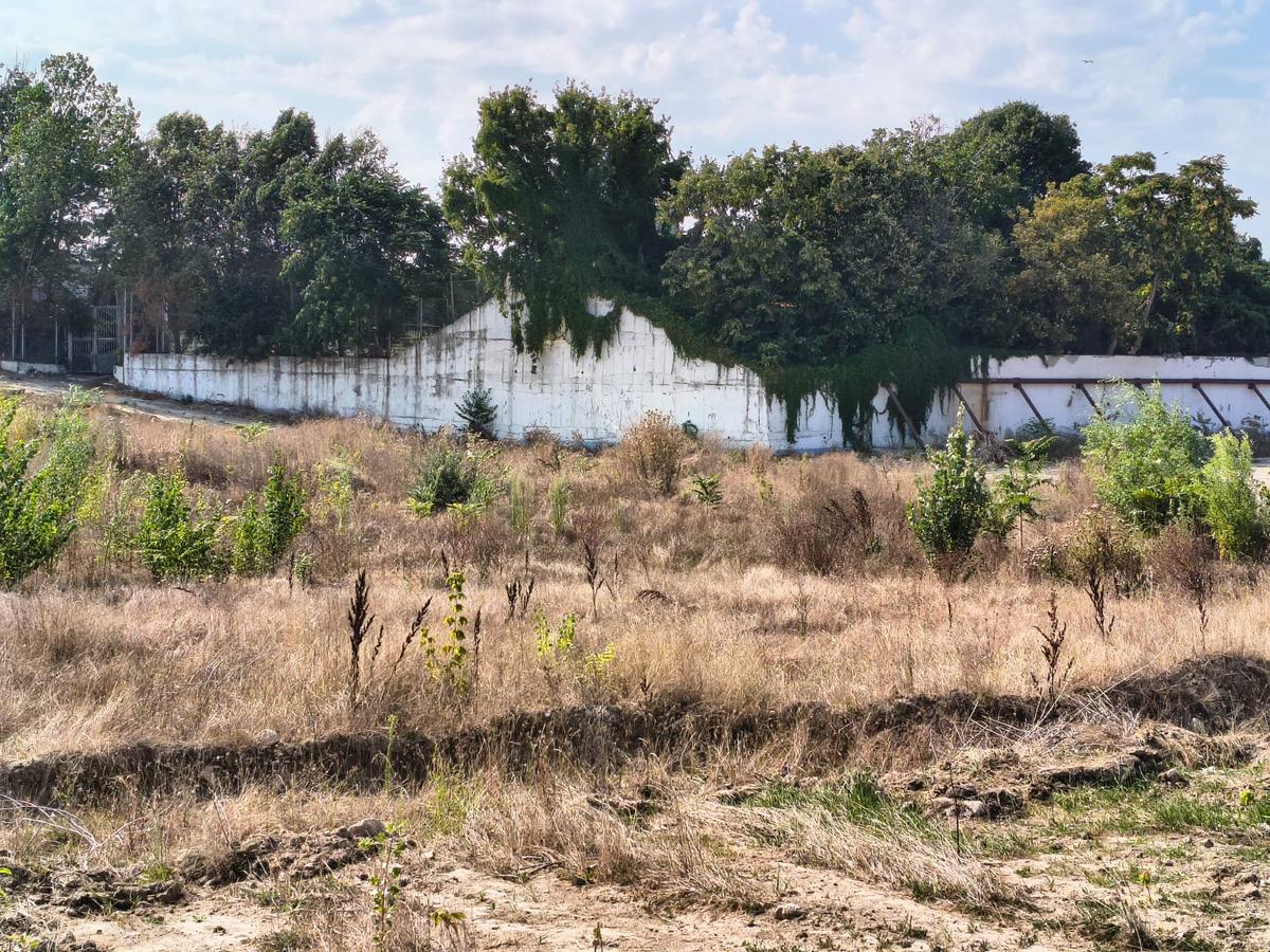 Stadion Gheorghe Hagi Constanța - „pădure” iulie 2026