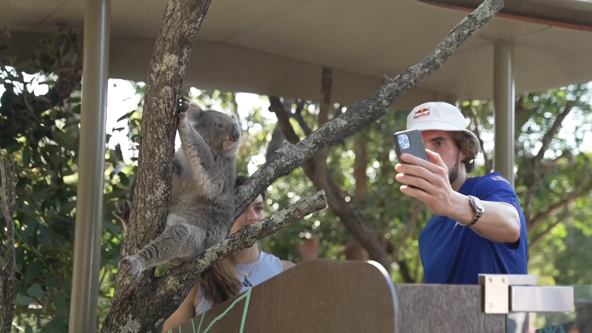 Maria Sakkari și Stefanos Tsitsipas au hrănit girafe la Grădina Zoologică Taronga din Australia
