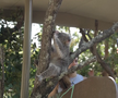 Maria Sakkari și Stefanos Tsitsipas au hrănit girafe la Grădina Zoologică Taronga din Sydney