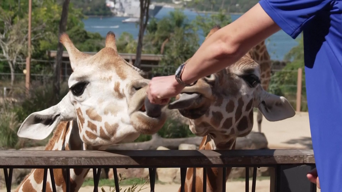 Maria Sakkari și Stefanos Tsitsipas au hrănit girafe la Grădina Zoologică Taronga din Australia