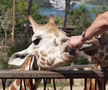 Maria Sakkari și Stefanos Tsitsipas au hrănit girafe la Grădina Zoologică Taronga din Australia