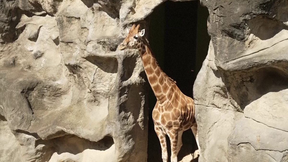Maria Sakkari și Stefanos Tsitsipas au hrănit girafe la Grădina Zoologică Taronga din Australia