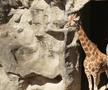 Maria Sakkari și Stefanos Tsitsipas au hrănit girafe la Grădina Zoologică Taronga din Australia