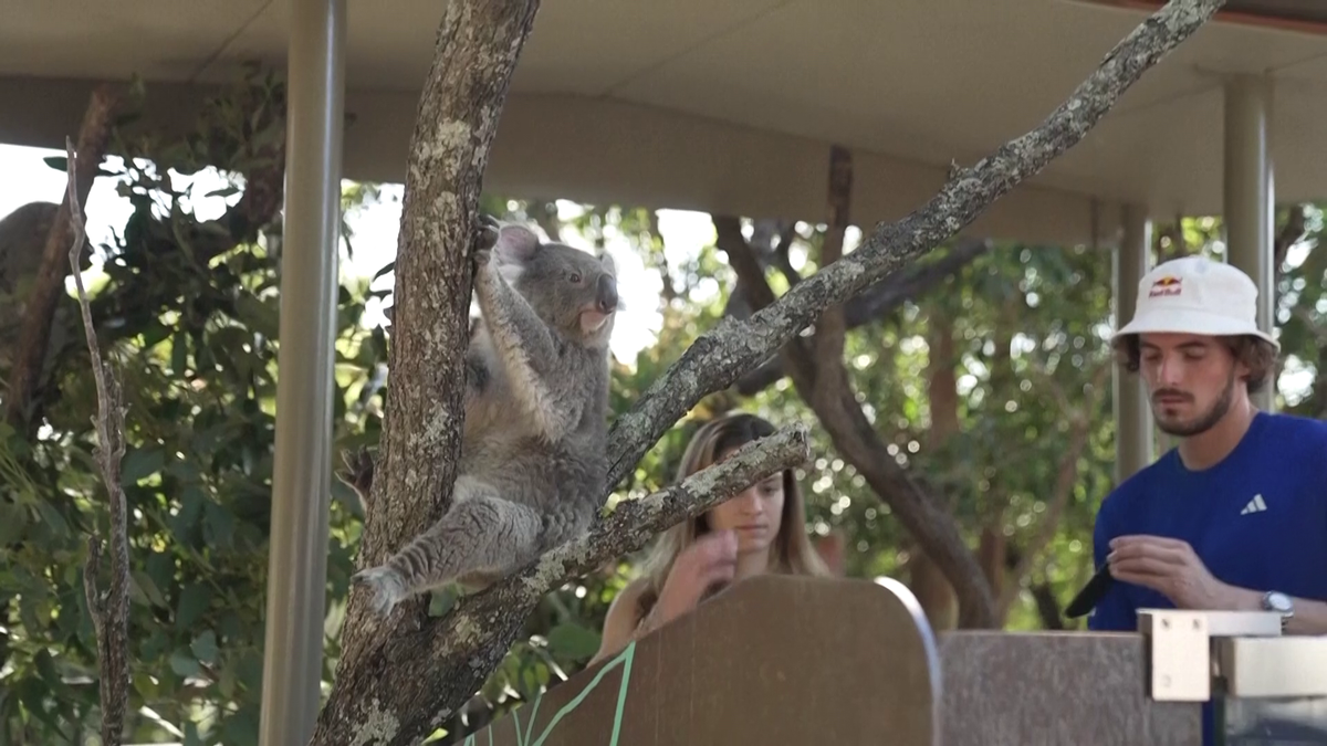 Maria Sakkari și Stefanos Tsitsipas au hrănit girafe la Grădina Zoologică Taronga din Australia