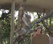 Maria Sakkari și Stefanos Tsitsipas au hrănit girafe la Grădina Zoologică Taronga din Australia