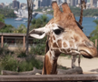Maria Sakkari și Stefanos Tsitsipas au hrănit girafe la Grădina Zoologică Taronga din Australia