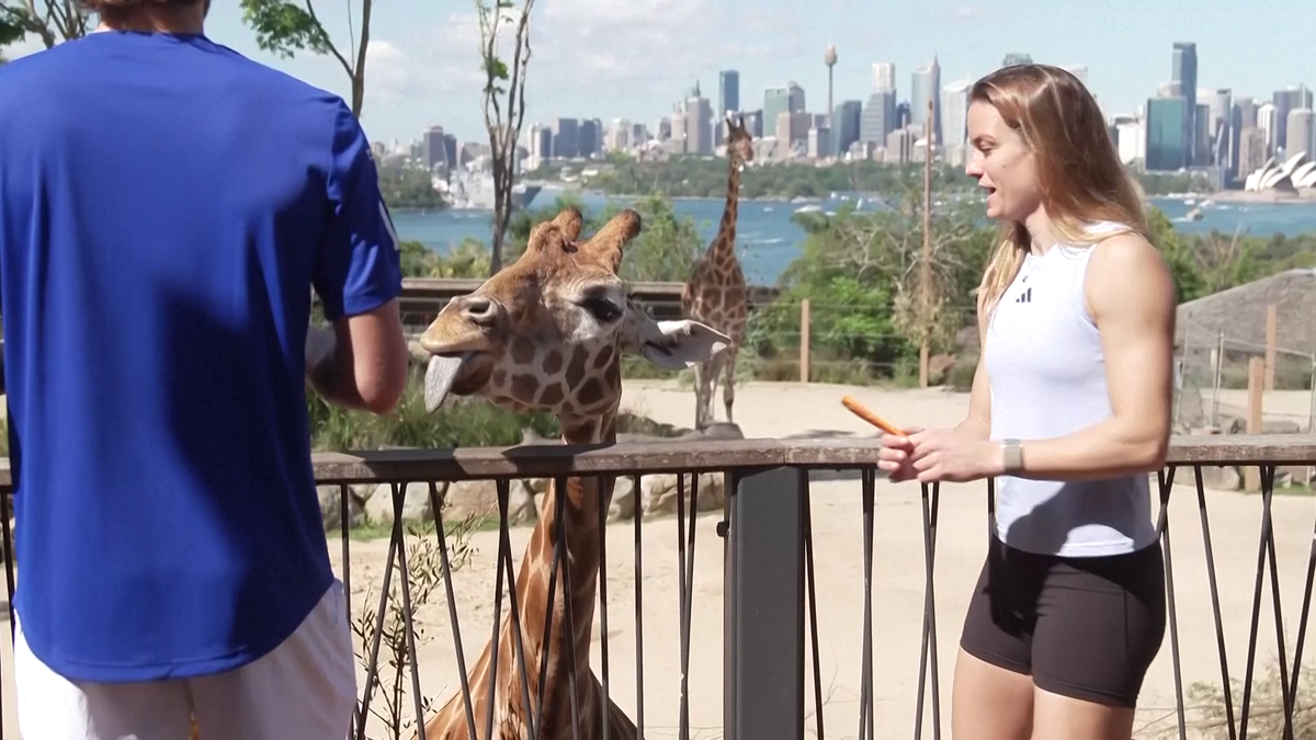 Maria Sakkari și Stefanos Tsitsipas au hrănit girafe la Grădina Zoologică Taronga din Australia