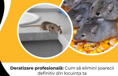 Deratizare profesională: Cum să elimini șoarecii definitiv din locuința ta