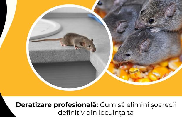 Deratizare profesională: Cum să elimini șoarecii definitiv din locuința ta