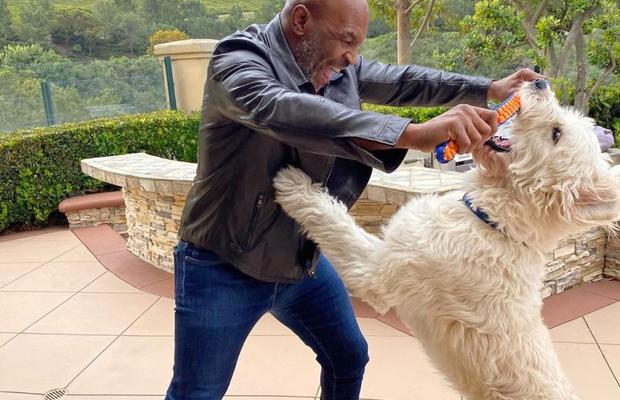 Revenirea lui Mike Tyson blocată? „Riscă să moară în ring. Mintea vrea, dar corpul nu-l mai ascultă”