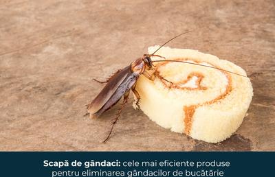 Scapă de gândaci: cele mai eficiente produse pentru eliminarea gândacilor de bucătărie