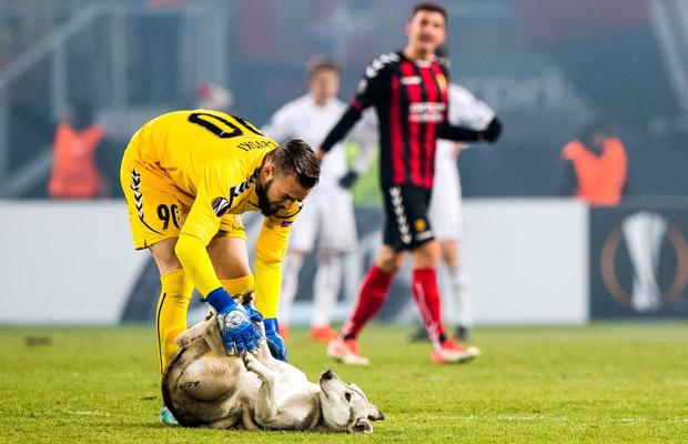 Protocol fără precedent în Liga 1: fotbaliștii, însoțiți de câini înaintea meciurilor