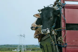 Хаос на границата ни с Турция може да спре износа на живи животни от ЕС