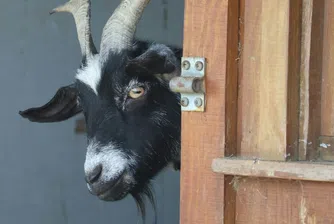 Хвани си коза и ни спаси: Италиански остров има странно решение на проблема си