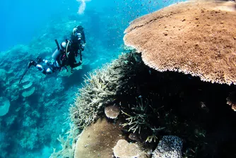 „Като горски пожари под вода“: Най-тихото лято в историята на Големия бариерен риф