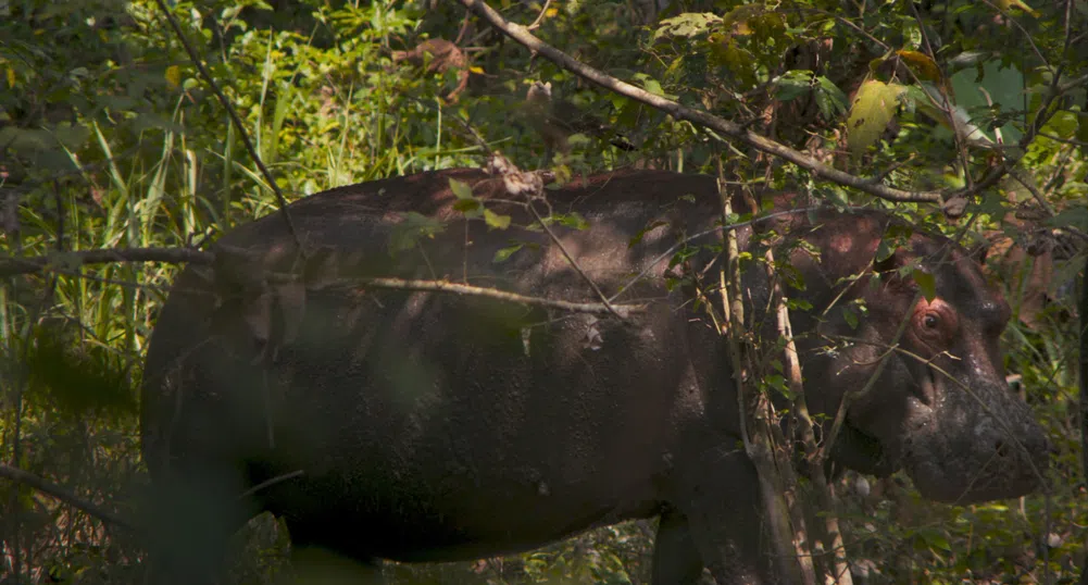 История за хипопотама на Ескобар влиза в програмата на „Берлинале“