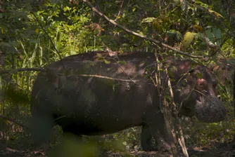 История за хипопотама на Ескобар влиза в програмата на „Берлинале“