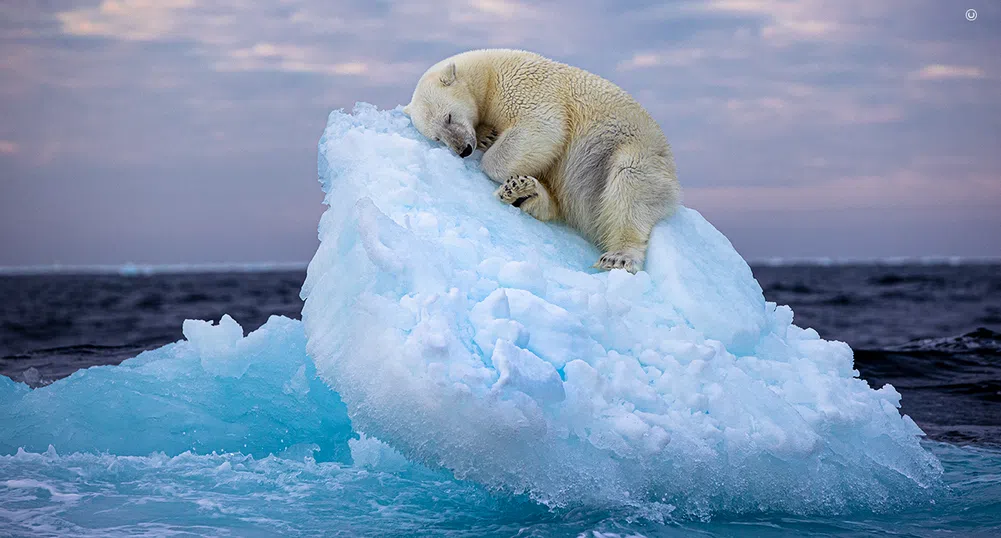 Дремеща полярна мечка спечели награда за фотография сред дивата природа