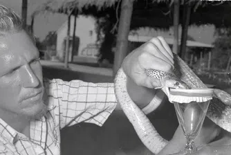 „Змии, дрога и рокендрол“: Той посвети живота си на най-опасните влечуги и не съжалява