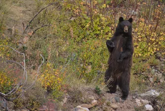 Поздрави от мечките на Калифорния, които се къпят в скъпи басейни и „хапват суши“ от декоративни езерца