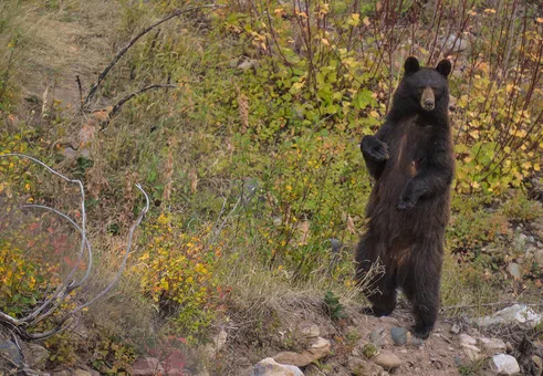 Поздрави от мечките на Калифорния, които се къпят в скъпи басейни и „хапват суши“ от декоративни езерца