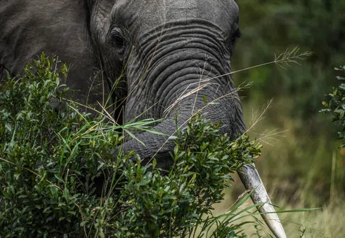 „Пречиш ми на дивата гледка“: Масаи водят битка със сафари лагер на Ritz-Carlton