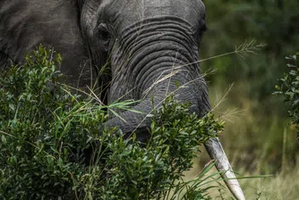 „Пречиш ми на дивата гледка“: Масаи водят битка със сафари лагер на Ritz-Carlton