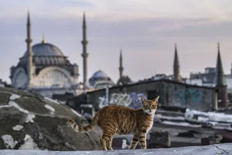 КоткоИстанбул: Приказка за империи и мяукащи атракции
