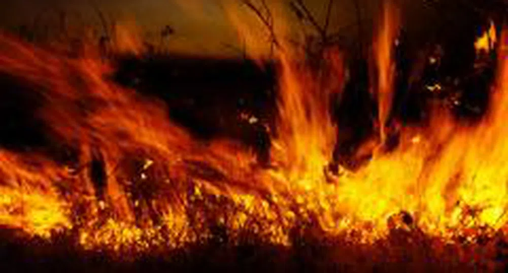 Изгоряха 10 дка лозя край Враца, загубите надхвърлят 100 хил. лв.