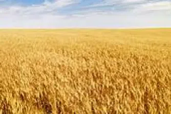 Зърнопроизводителите фалират ако пшеницата се продава под 320 лв. за тон