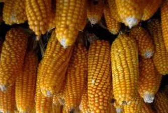 МВФ: 70% от увеличаването на цената на царевицата се дължи на биогоривата