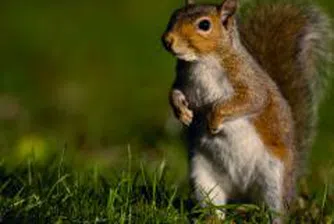 Сформират Национално българско обединение на развъдните асоциации