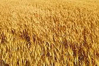 Дъждовете заплашват добивите на хлебна пшеница