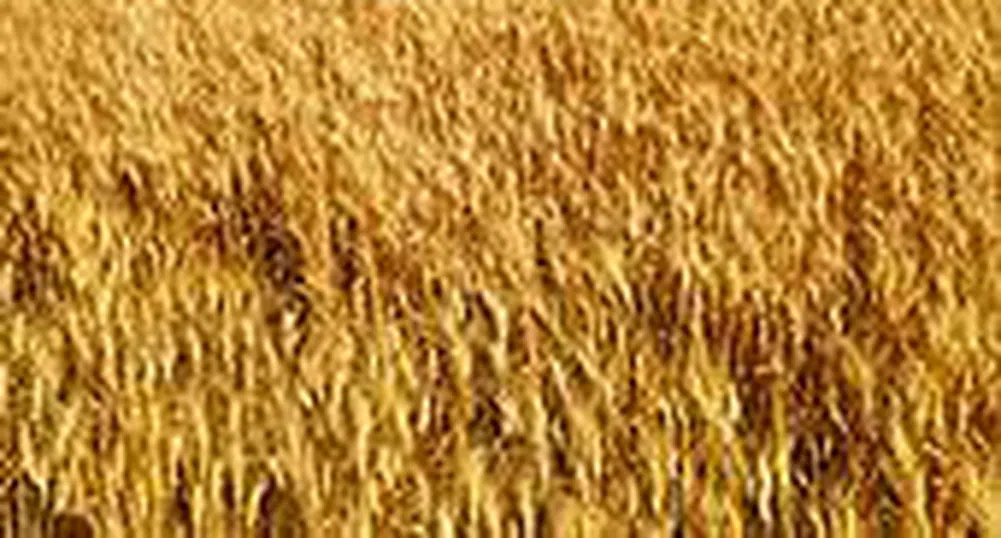 Дъждовете заплашват добивите на хлебна пшеница