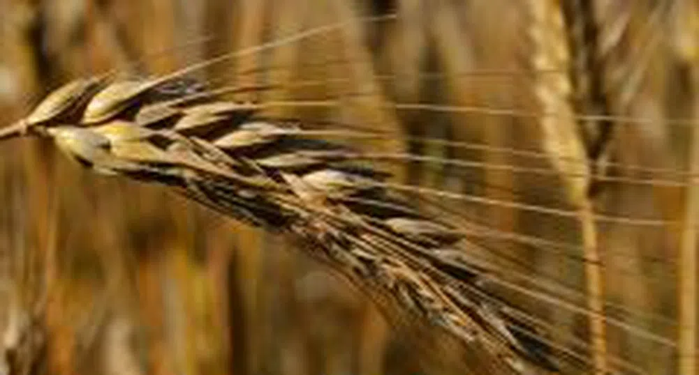 Повишеното предлагане причина за поевтиняването на пшеницата до деветмесечно дъно