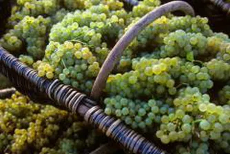 Продължава програмата  "Преструктуриране и конверсия на винени лозя"