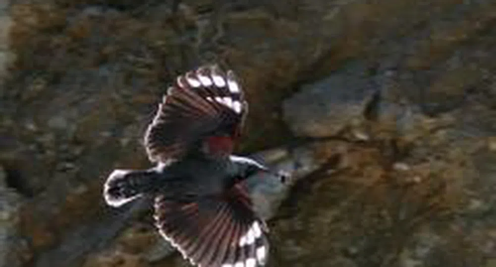 Специална площадка за наблюдение на редки птици в Триградските скали