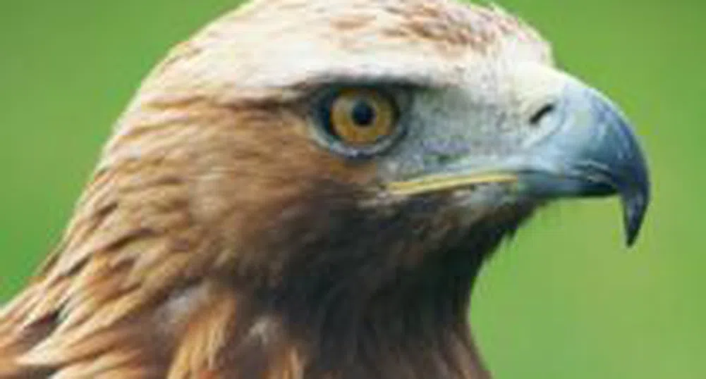 Спешни мерки за опазването на световно застрашения Царски орел