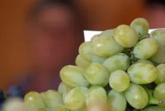 Откриха петата конференция за развитието на лозарството и винопроизводството