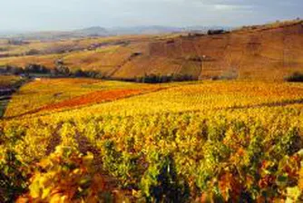 ДФ „Земеделие” разяснява субсидии за фермери