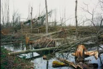 "Гражданска защита": Няма данни за пострадали от вятъра