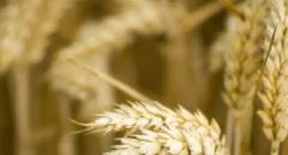 Търговията с пшеница на Русенската стокова борса отново в широк ценови диапазон