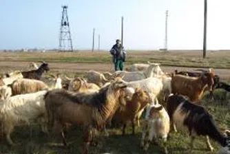 По 2.2 кг агнешко и овче месо на глава от населението консумират домакинствата у нас