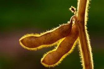 Биогоривата вредят на околната среда